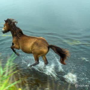 Wild Horse